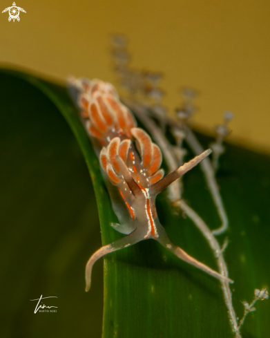 A Facelina rubrovittata | Facelina rubrovittata