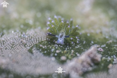 A Costasiella kuroshimae | Shaun The Sheep Nudibranch