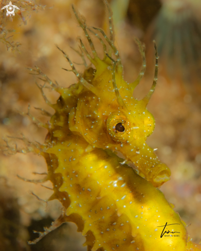 A Hippocampus guttulatus | Seahorse