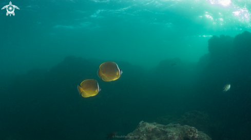 A butterfly fish