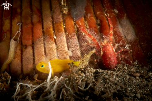 A Lubricogobius exiguus  &  Galathea sp. | GOBY