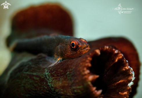 A Bryaninops yongei (Davis & Cohen, 1969)   | Whip Coral Goby (3 cm.)