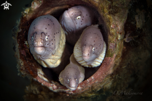 A Geometric moray (Gymnothorax griseus) 