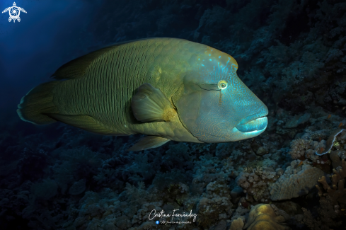 A  Humphead wrasse