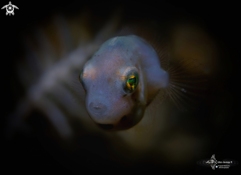 A Taylor's Pygmy Leatherjacket