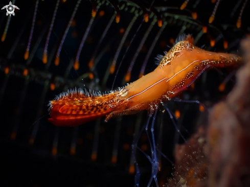 A Leander plumosus | Donald Duck Shrimp