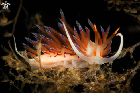 A Cratena peregrina nudibranch | Pilgrim Hervia nudibranch