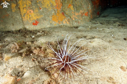 A Cerianthus membranaceus | Cerianto membranaceo