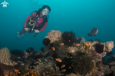 A coral and sponge