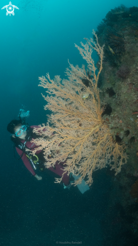 A coral and sponge