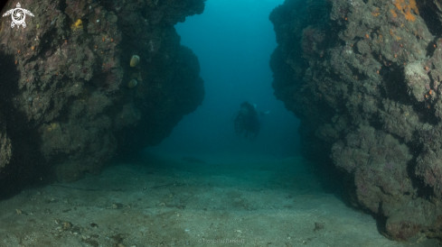 A coral and sponge