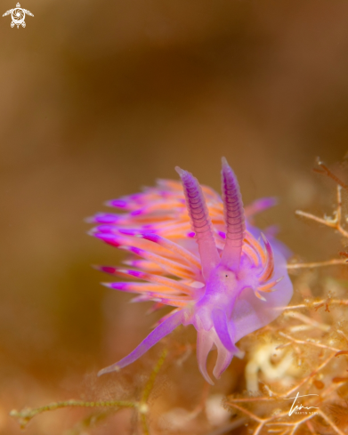 A Flabellina affinis