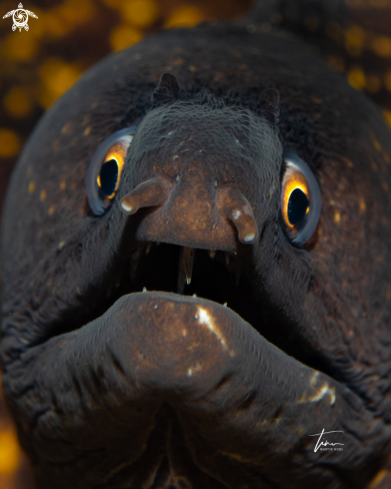 A Muraena helena | Mediterranean Moray eel