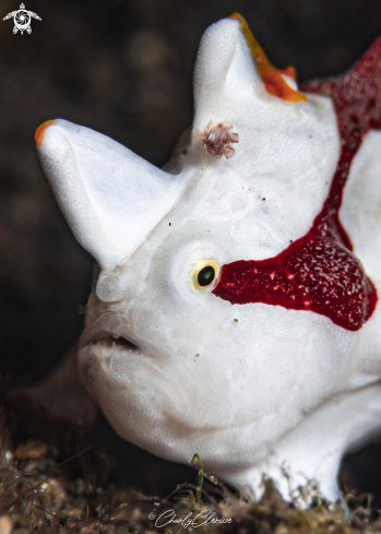 A Warty Frogfish