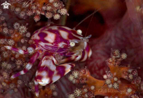 A Soft Coral Porcelain Crab