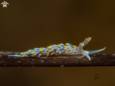 A Berghia coerulescens | Berghia coerulescens