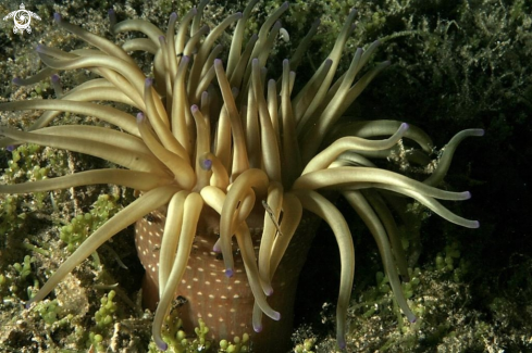 A Condylactis aurantiaca | Cnidario