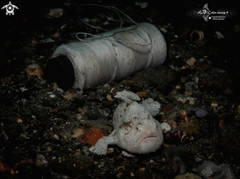 A Frogfish