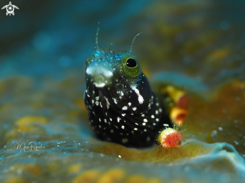 A Acanthemblemaria spinosa | Spinyhead Blenny