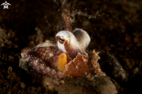 A Amphioctopus marginatus | OCTOPUS