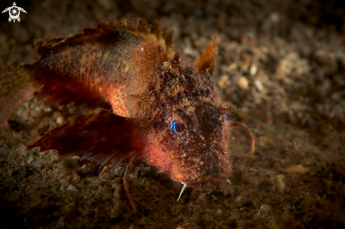 A Minous trachycephalus | SCORPIONFISH