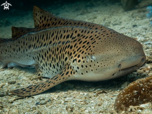 A Zebra Shark