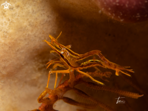 A Hippolyte prideauxiana | Mediterranean Featherstar Shrimp