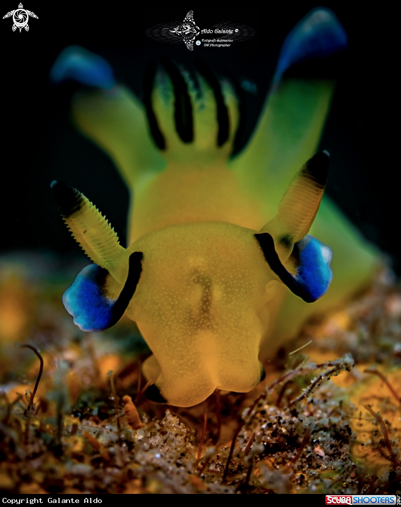 A Pikachu Nudibranch