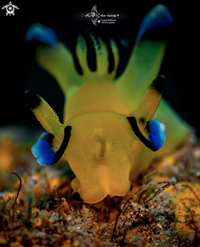 Pikachu Nudibranch