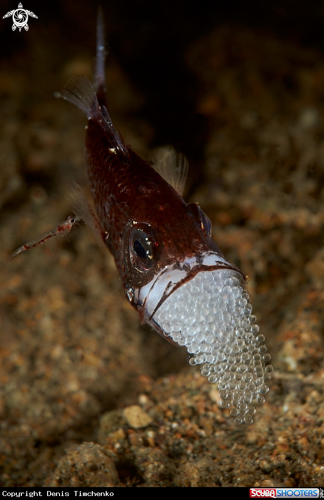 A Cardinalfish and shrimp