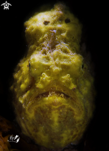 Frogfish 