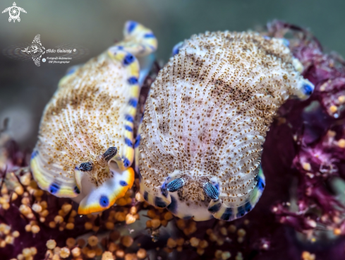 A Nudibranch