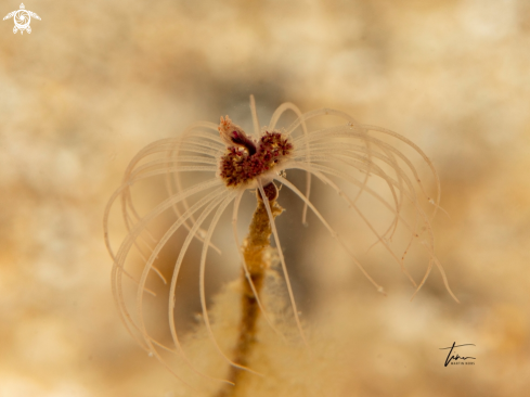 A Tubularia sp.