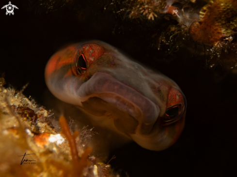 A Lepadogaster candolii | Shore Clingfish