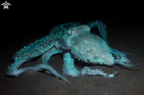 A Callistoctopus luteus | Starry night octopus