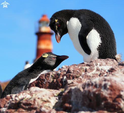 A Southern Rockhopper Penguin 