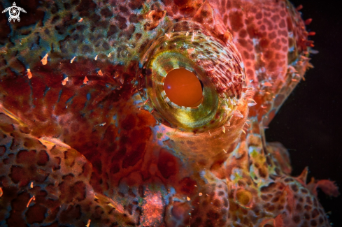 A SCORPIONFISH