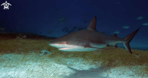 A Carcharhinus perezi | Caribbean reef shark