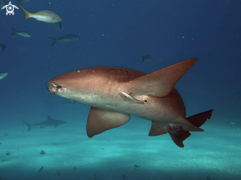 A Caribbean reef shark