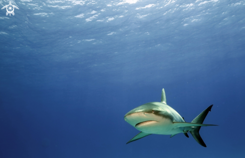 A Caribbean reef shark