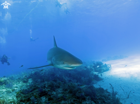 A Carcharhinus perezi | Caribbean reef shark