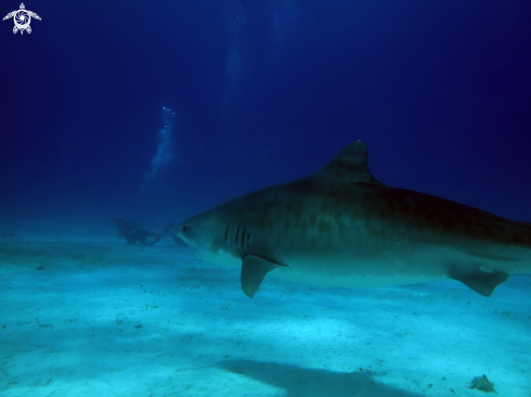 A Galeocerdo cuvier | Tiger Shark