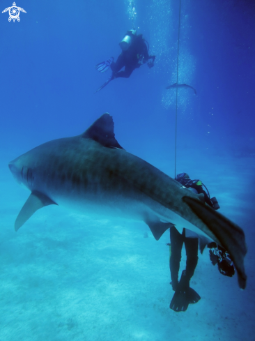 A Tiger Shark