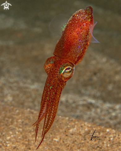 A Sepiola rondeleti | Dwarf Bobtail Squid