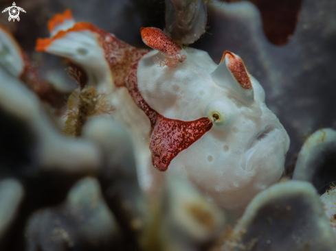 A Frogfish