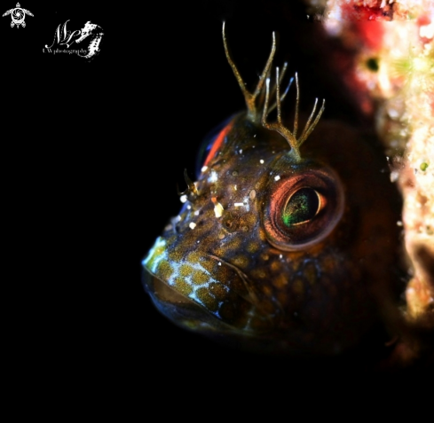 A Seaweed blenny