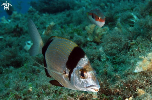 A Diplodus vulgaris-Coris julis | sarago fasciato & donzella