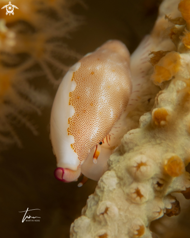 A False Cowrie