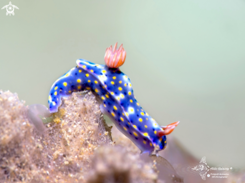 A Hypselodoris roo (Gosliner & R. F. Johnson, 2018) | Hypselodoris Nudibranch