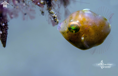 A Brachaluteres taylori (Woods, 1966)   | Taylor's Pygmy Leatherjacket Juvenil 